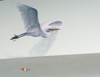 Florida Keys Fauna