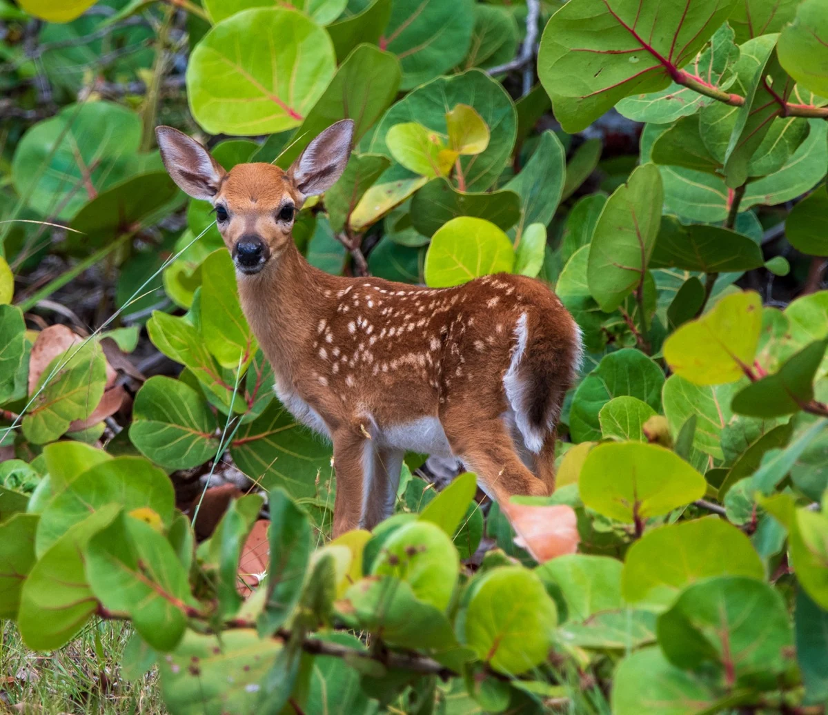 Key Deer Fawn Innocence: a spotted Key deer fawn standing among sea grape leaves, looking at the camera