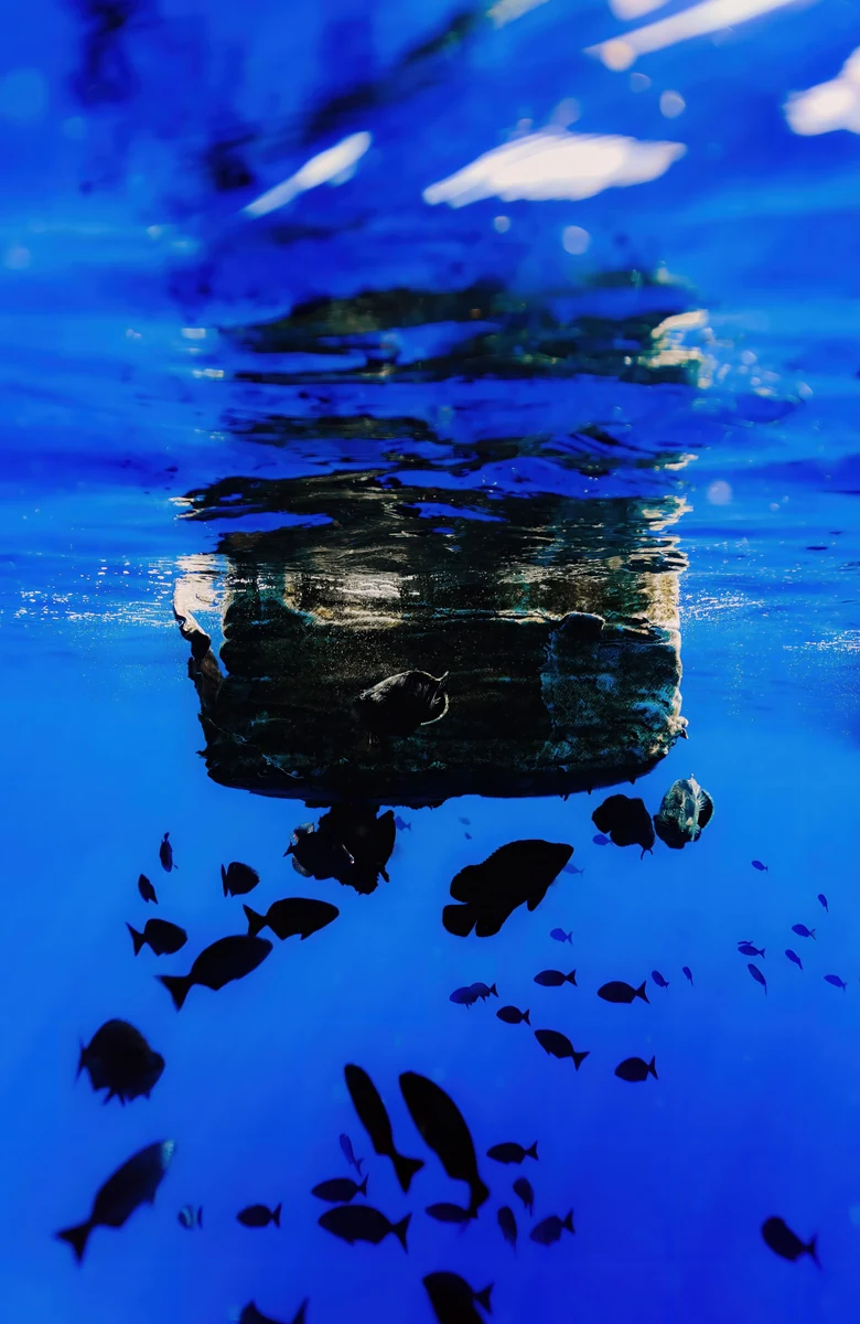 Fish gathered in deep blue water beneath a floating bale at the surface, seen from below