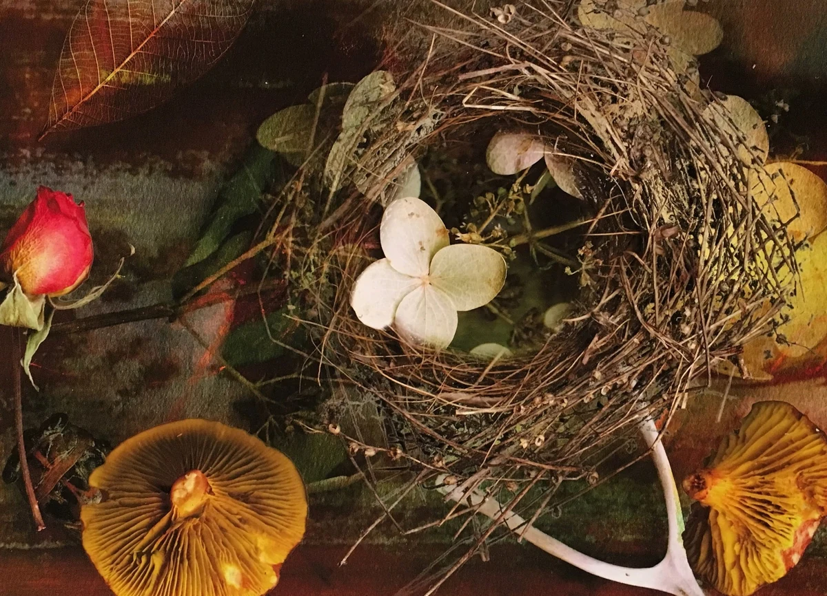 Still life photograph of a bird's nest surrounded by a dried rose, pale hydrangea petals, gilled mushrooms, a shed antler tine and skeletal leaves on a dark, weathered ground