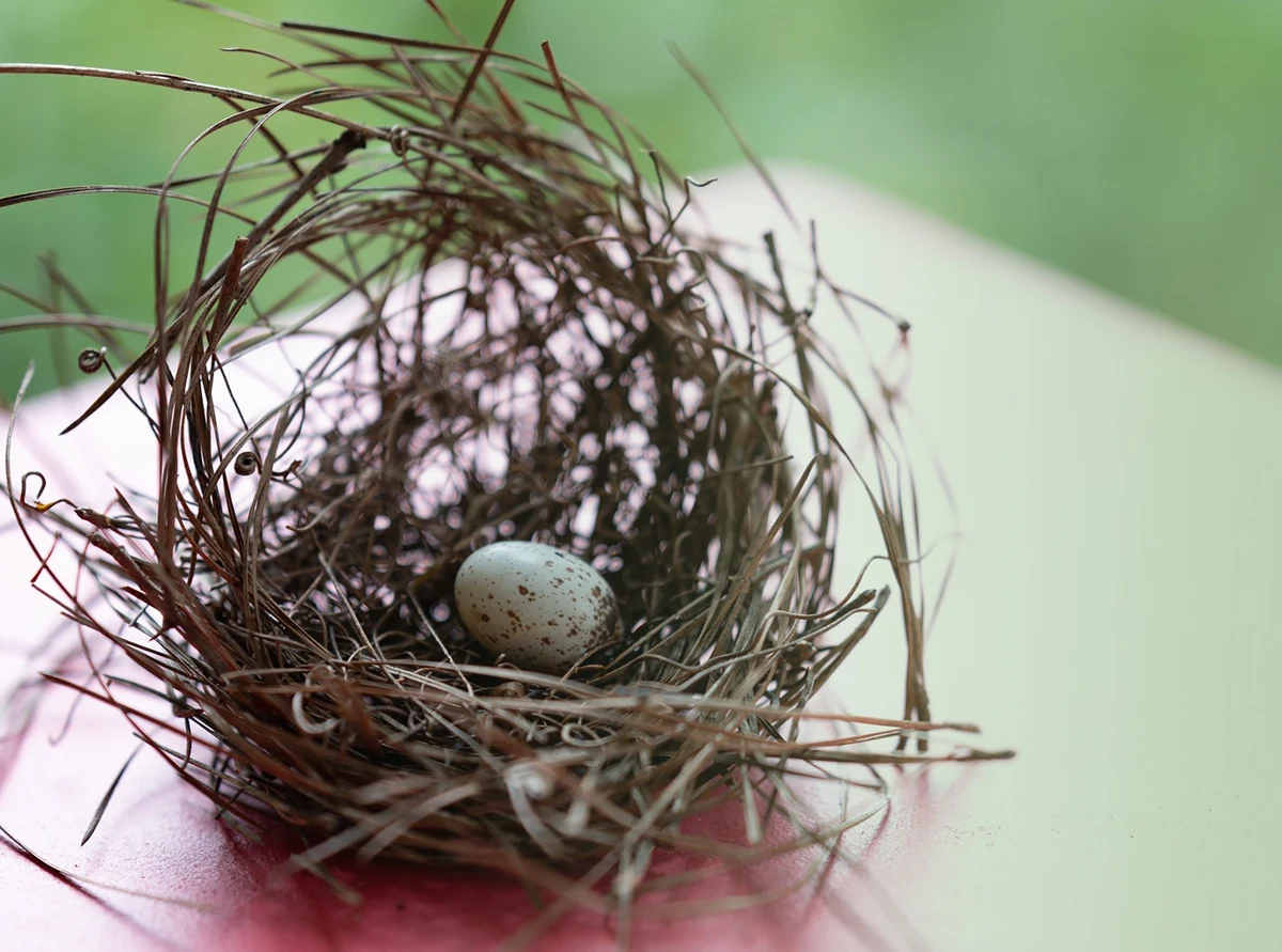 Close photograph of a grass bird's nest holding a single speckled pale blue egg, resting on a pink surface against soft green foliage