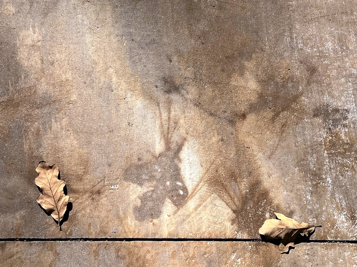 Two fallen oak leaves on a concrete sidewalk beside the stained imprint left behind by an earlier leaf