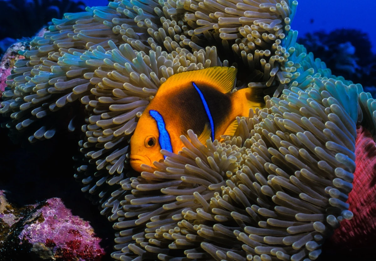 Orangefin anemonefish nestled in a pale sea anemone, Bora Bora